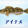 さかな占い_アイナメ