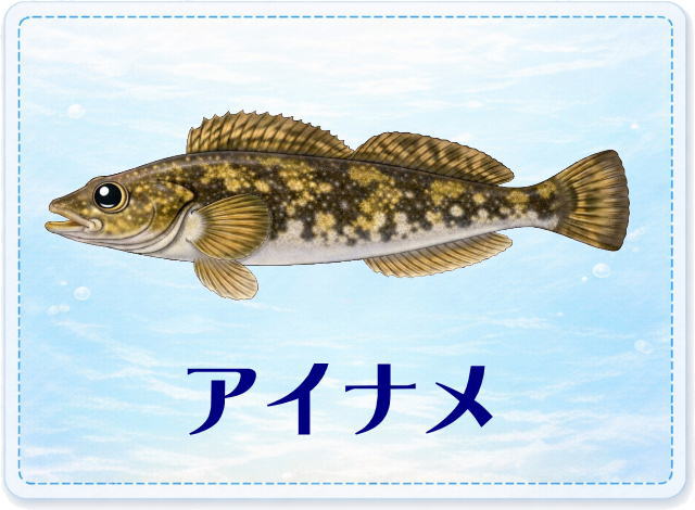 さかな占い_アイナメ