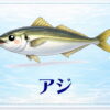 さかな占い_アジ