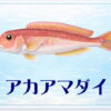 さかな占い_アカアマダイ