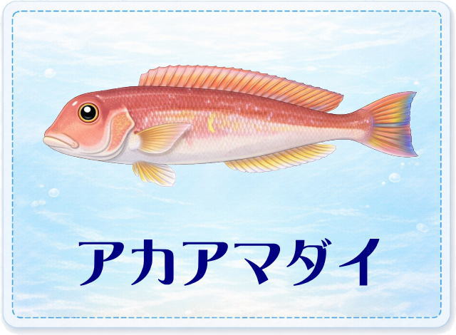 さかな占い_アカアマダイ