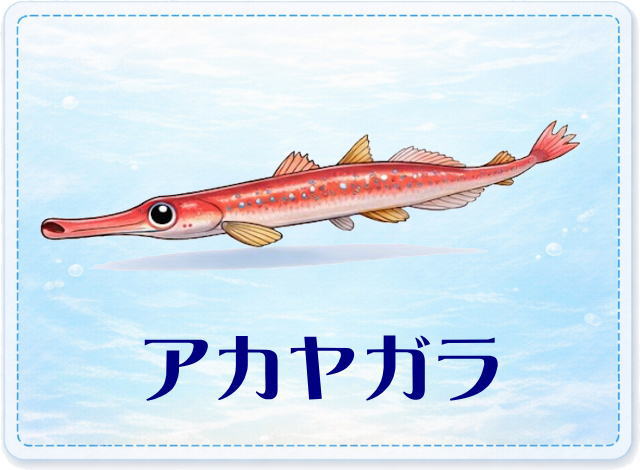 さかな占い_アカヤガラ