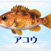 さかな占い_アコウ