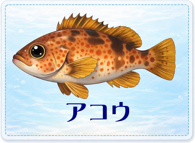 さかな占い_アコウ