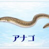 さかな占い_アナゴ