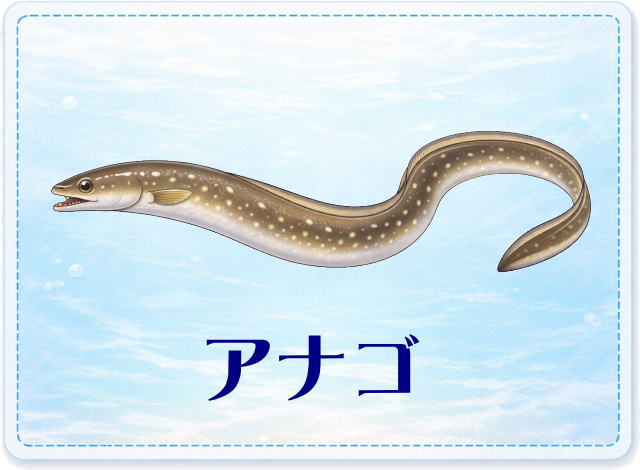 さかな占い_アナゴ