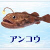 さかな占い_アンコウ