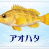 さかな占い_アオハタ