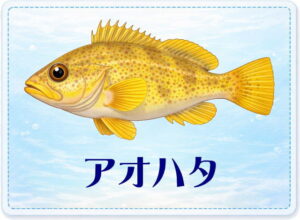 さかな占い_アオハタ