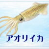 さかな占い_アオリイカ