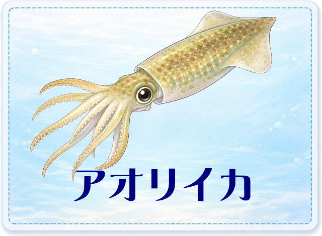 さかな占い_アオリイカ