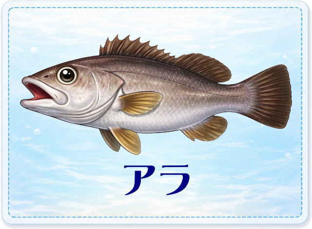 さかな占い_アラ