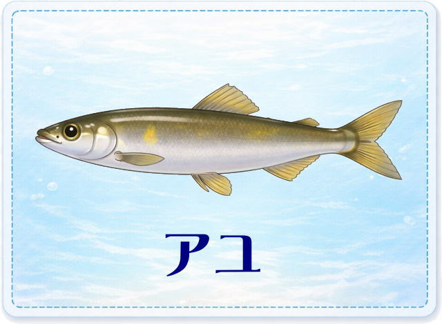 さかな占い_アユ