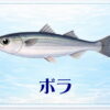 さかな占い_ボラ