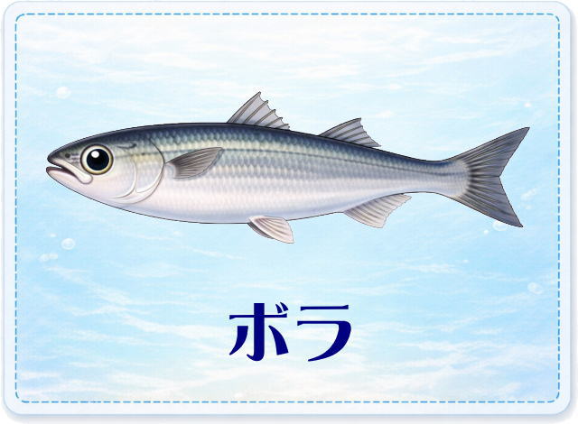 さかな占い_ボラ