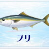 さかな占い_ブリ