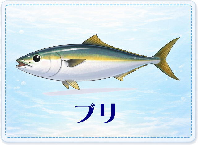 さかな占い_ブリ