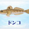 さかな占い_ドンコ