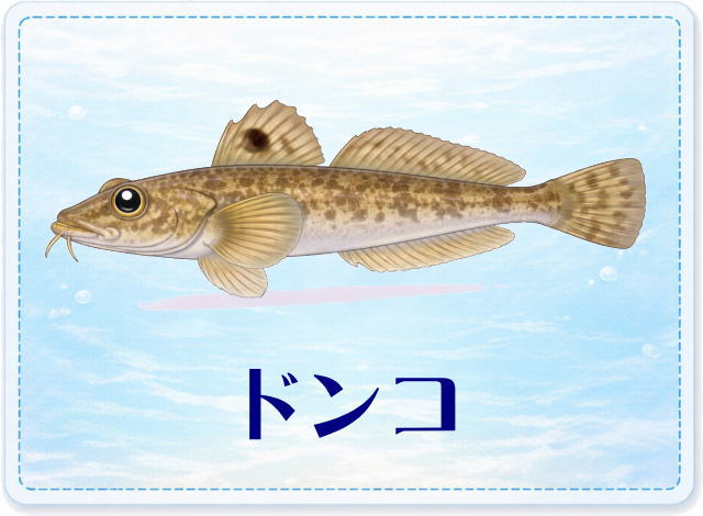 さかな占い_ドンコ