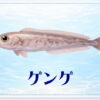 さかな占い_ゲンゲ
