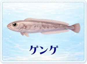 さかな占い_ゲンゲ