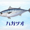 さかな占い_ハガツオ