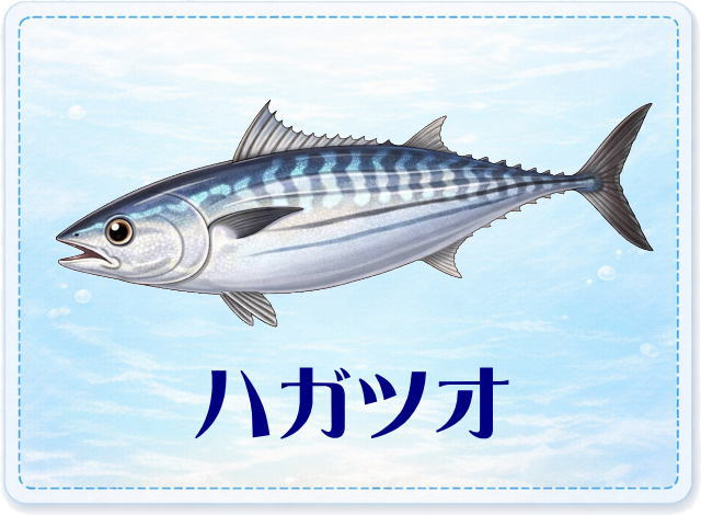 さかな占い_ハガツオ