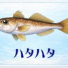 さかな占い_ハタハタ