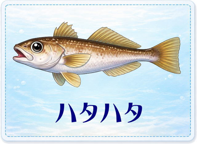 さかな占い_ハタハタ