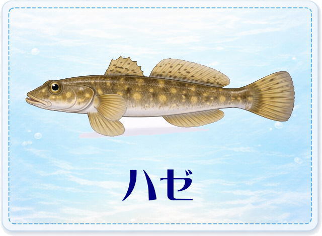 さかな占い_ハゼ