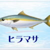 さかな占い_ヒラマサ