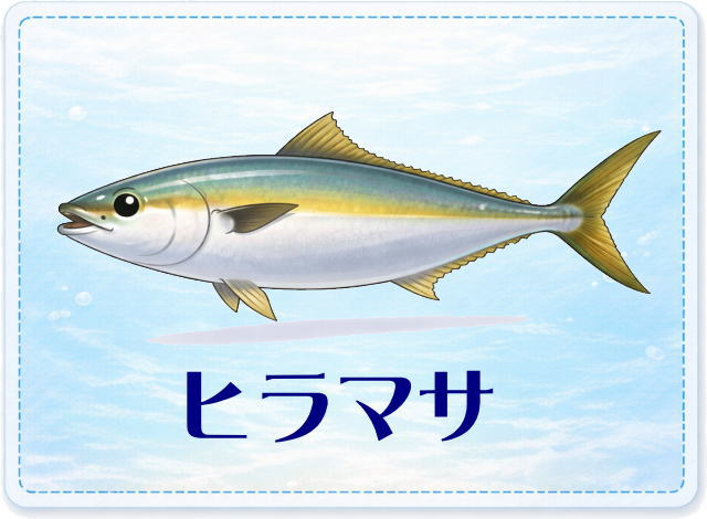 さかな占い_ヒラマサ