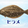 さかな占い_ヒラメ