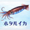 さかな占い_ホタルイカ