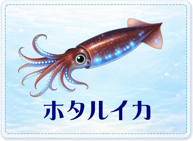 さかな占い_ホタルイカ