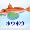 さかな占い_ホウボウ