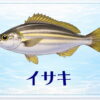 さかな占い_イサキ