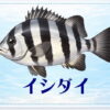 さかな占い_イシダイ