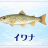 さかな占い_イワナ