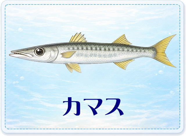 さかな占い_カマス