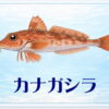 さかな占い_カナガシラ