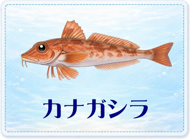 さかな占い_カナガシラ
