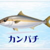 さかな占い_カンパチ