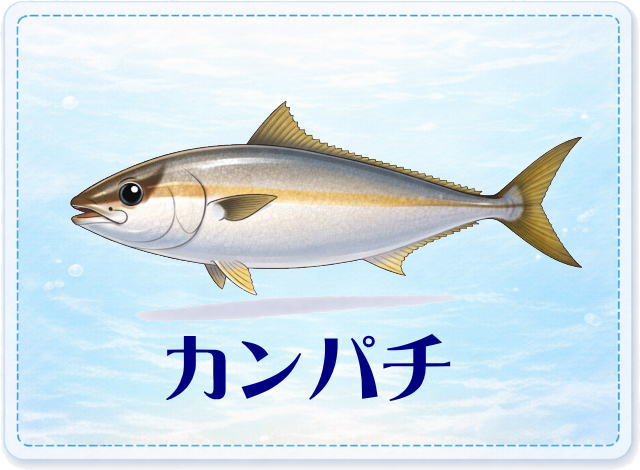 さかな占い_カンパチ