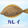 さかな占い_カレイ