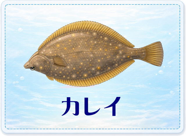 さかな占い_カレイ