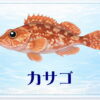 さかな占い_カサゴ
