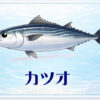 さかな占い_カツオ