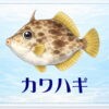 さかな占い_カワハギ