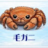 さかな占い_毛ガニ